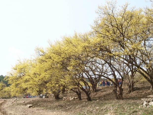 산수유