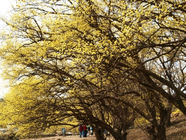 산수유