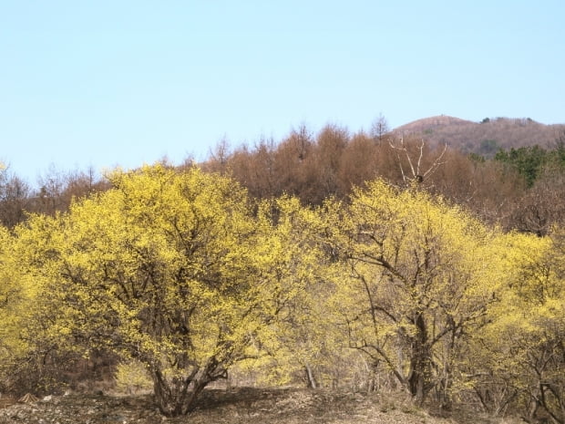 산수유