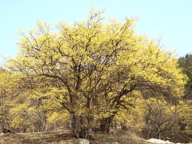 산수유