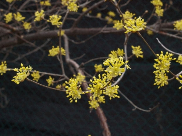 산수유