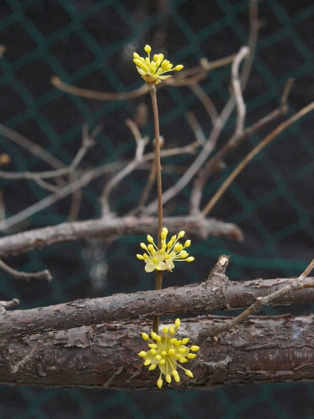 산수유