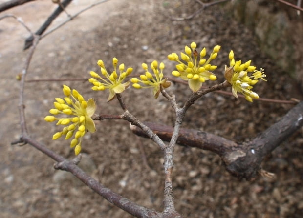 산수유