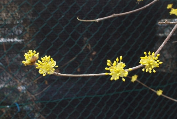 산수유