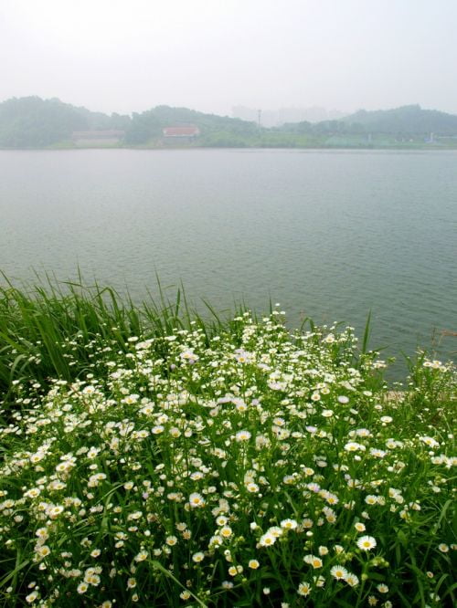 개망초 - 어쩔 수 없잖아요