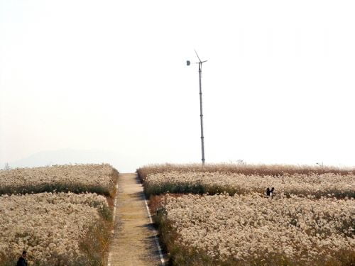 (그대와 함께 걷고 싶은)  꽃길