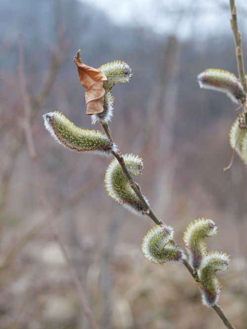 버들가지