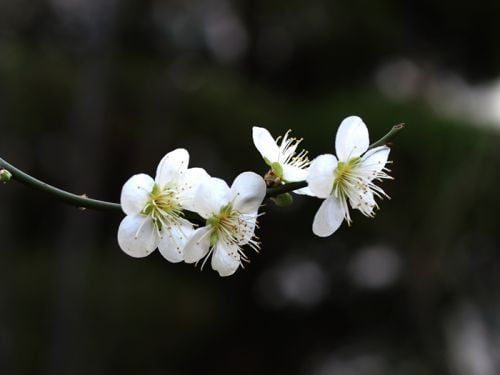 매화 등