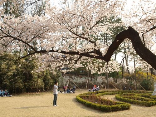 역광으로 보는 어린이대공원 벚꽃