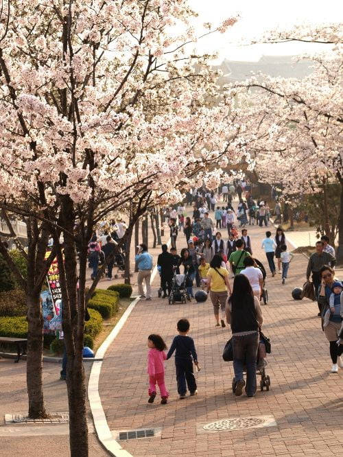 역광으로 보는 어린이대공원 벚꽃