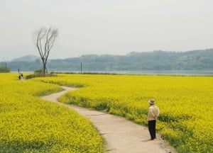 구리 강변  유채꽃밭