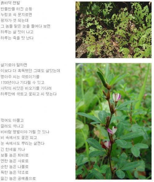 상계동에서  -  잡초를 위한 블르스