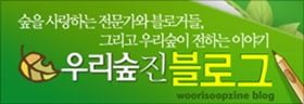 [꽃엽서] 단풍취, 단풍터리풀, 달구지풀, 달래, 달맞이꽃, 달뿌리풀