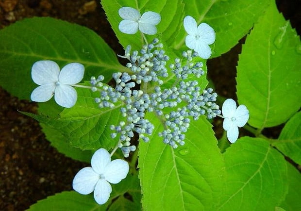 산수국