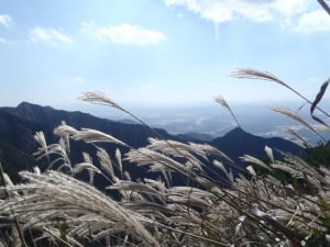 갈바람에 서걱이는 창녕 화왕산