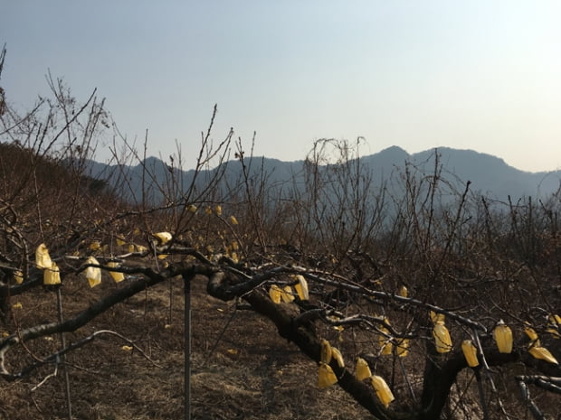 거친듯 포근한 산, 제천 금수산 봄마중