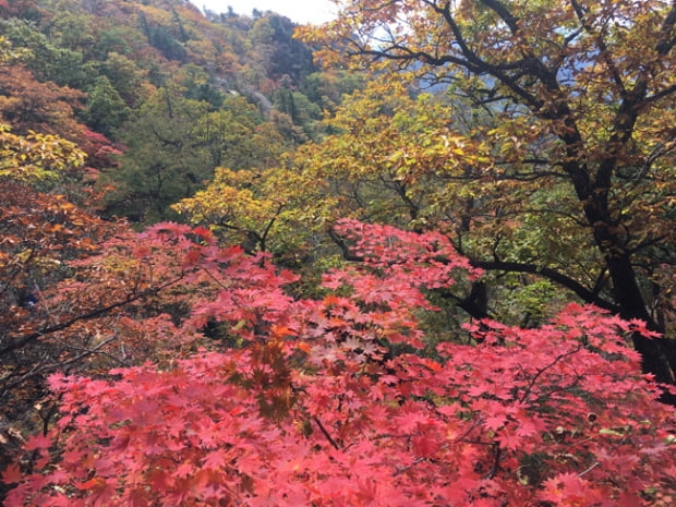 만산홍엽, 설악산에 취하다.<上>