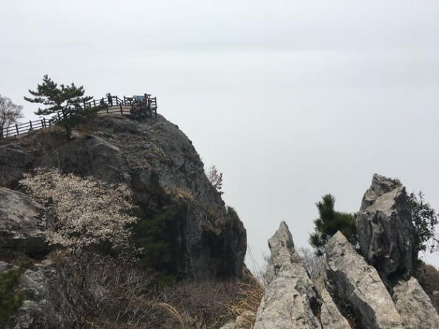 금오도 비렁길에서 동백에 취하다