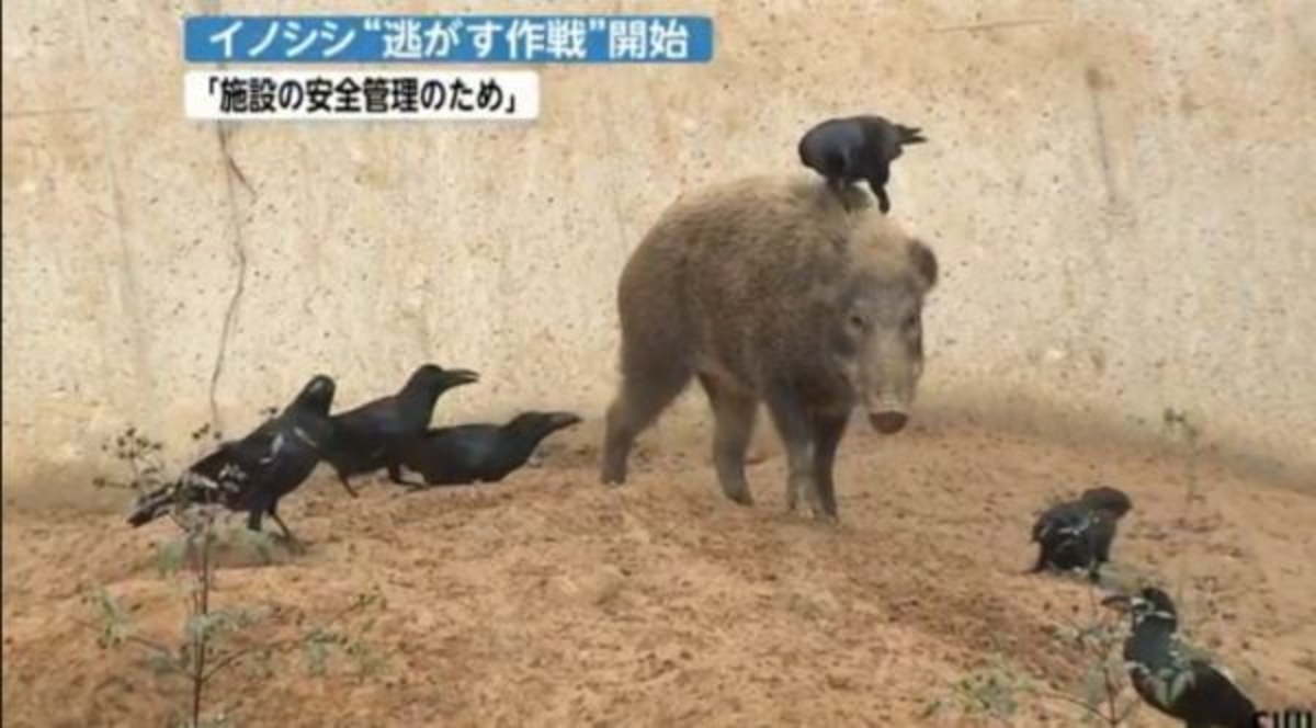 반갑지 않은 멧돼지해 일본 | 한국경제