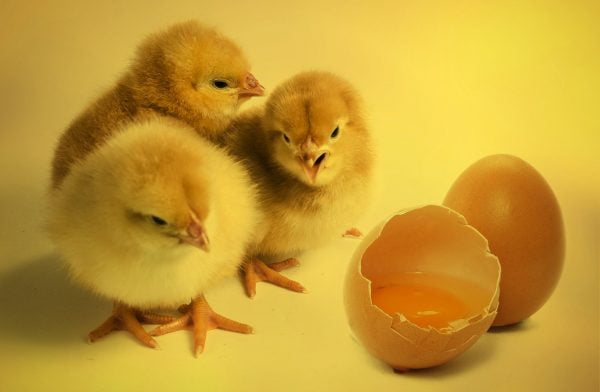 [한국 현대시, 한시로 만나다] 계란을 생각하며, 유안진