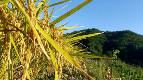 [박영실칼럼] 명절증후군 없는 추석예절과 배려-지혜로운 남편의 말한마디