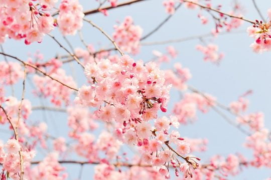[시사일본어학원] 착 붙는 일본어 회화 : 어제는 생각보다 빨리 벚꽃을 보고 왔어요