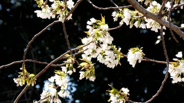 [JAPAN NOW] 카사이 린카이 공원, 도쿄의 휴일을 느낄 수 있는 곳