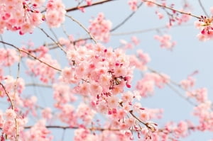착 붙는 일본어 회화 : 벚꽃이 피기 시작하는 라인을 벚꽃 전선이라고 해요.