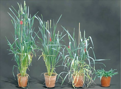 (그림2) GA 생합성 억제를 통한 밀의 키 조절 실험. GA의 2번 탄소에 수산화기(OH)를 도입하는 효소를 활성화하면 다양한 키의 밀을 만들 수 있다. 맨 왼쪽이 정상적인 밀.  출처: Trends in Plant Science(2000) 