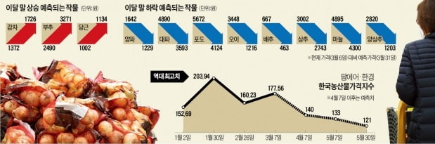  "양파값 3월말 25% 떨어진다…오이·양상추는 반토막"  