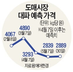 싱글 8,000 원 진 대파… 2 개월 후 40 방울