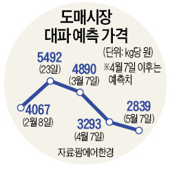 한 단 8000원 '金대파'…두달뒤 40% 떨어진다