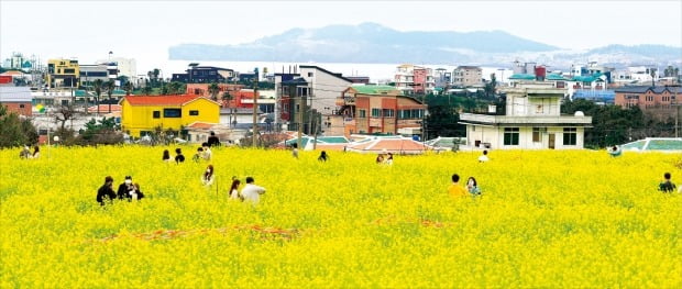 [포토] 유채꽃 활짝 핀 제주 