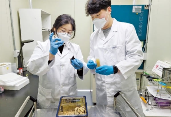 한국원자력연구원 연구진이 식용곤충으로부터 항암면역 성분을 추출하는 작업을 하고 있다.
  한국원자력연구원 제공 
