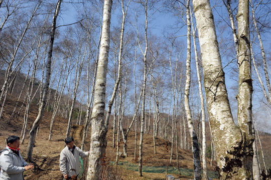 고 최종현 SK회장이 35년전 충북 충주 인등산에 조림한 자작나무가 우람하게 자라나고 있다.
/김병언 기자 misaeon@  20080403