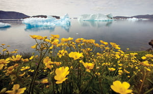 <YONHAP PHOTO-0349> Wildflowers bloom on a hill overlooking a fjord filled with icebergs near the south Greenland town of Narsaq July 27, 2009. REUTERS/Bob Strong (GREENLAND ENVIRONMENT TRAVEL IMAGES OF THE DAY)/2009-07-28 06:50:09/
<저작권자 ⓒ 1980-2009 ㈜연합뉴스. 무단 전재 재배포 금지.>