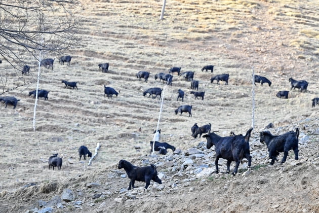 산골 목장에 북적이는 2030...지역 살린 ‘로컬 크리에이터의 힘’