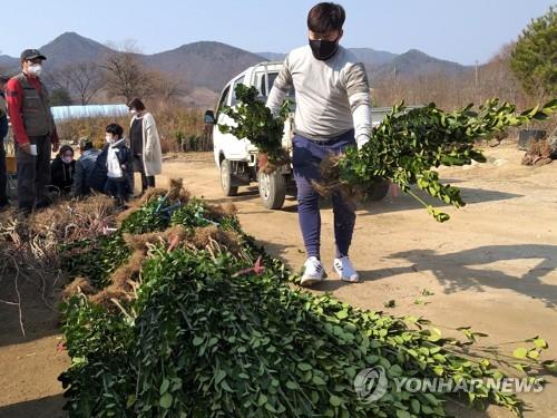 '전국 최대 묘목시장' 옥천서 한달간 온라인 묘목 판매행사