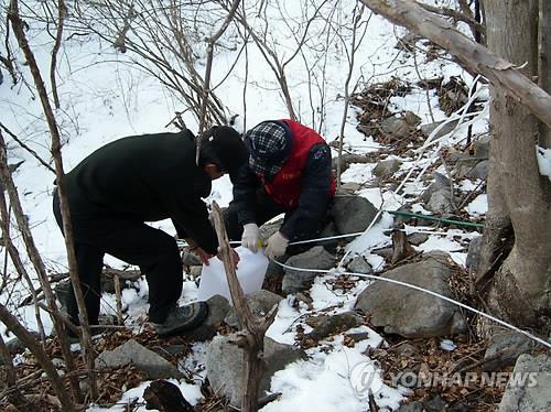 고로쇠 판매 부진에 포항 농민 '승차 구매'로 직판 나선다