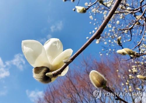 3월 첫 주말 전국 유원지·관광지, 상춘객 발길 이어져