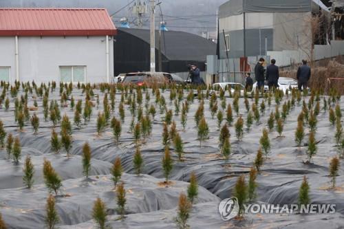 희귀수종 빽빽이 심은 LH 직원…업계 "선수 아니면 못할 일"