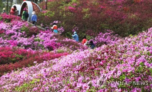 경기지역 코로나19 지속에 올해도 봄꽂축제 취소