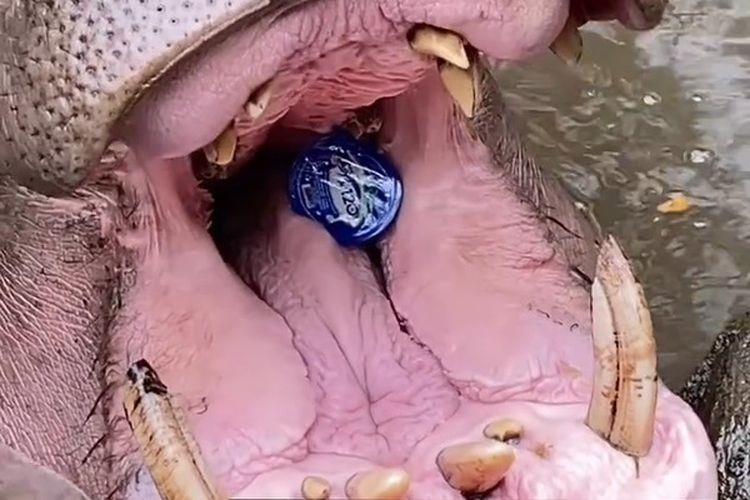 인도네시아 동물원 관람객, 하마 입에 생수 컵 던져 질식할 뻔