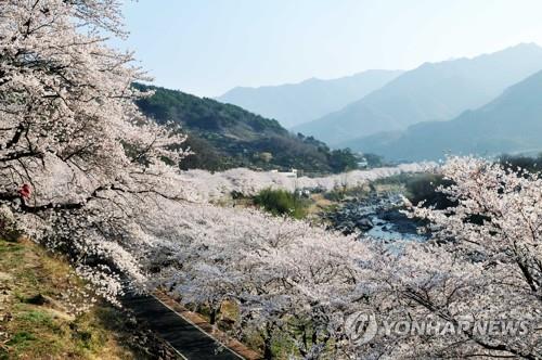 하동군, 화개장터 벚꽃축제 올해도 취소 "코로나19 확산 방지"