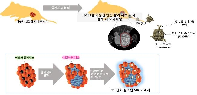 줄기세포 치료 효과 확인 영상 모니터링 기술 개발