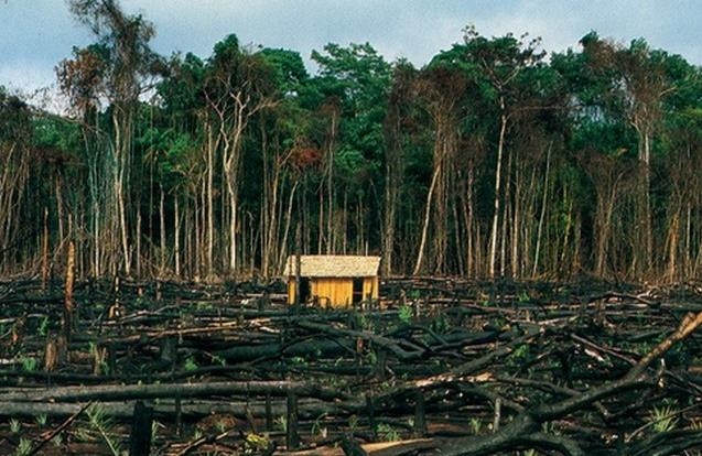 HRW "아마존 열대우림 보호 의지가 브라질 OECD 가입 조건돼야"