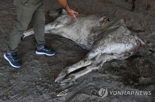 '오우 맙소사'…인도 떠돌이 소 배에서 71kg 쓰레기 나와