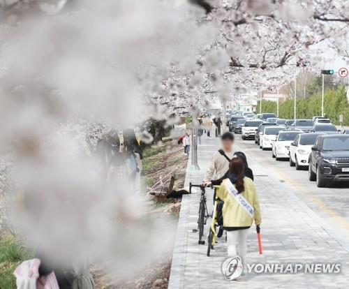 "꽃구경 막을 수도 없고"…봄꽃 개화 앞두고 방역 초비상