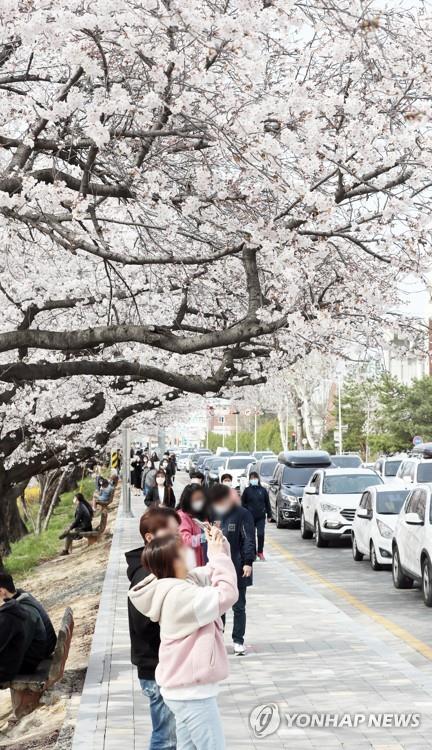 "꽃구경 막을 수도 없고"…봄꽃 개화 앞두고 방역 초비상