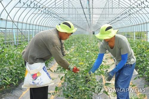 "영농철 일손돕기 강화"…충북도 농업인력상황실 운영